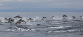 Long-beaked Common Dolphins, photo by Daniel Bianchetta