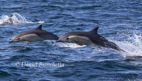 Long-beaked Common Dolphins, photo by Daniel Bianchetta