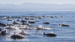 Long-beaked Common Dolphins, photo by Daniel Bianchetta