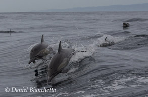 Long-beaked Common Dolphins, photo by Daniel Bianchetta