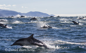 Long-beaked Common Dolphins, photo by Daniel Bianchetta