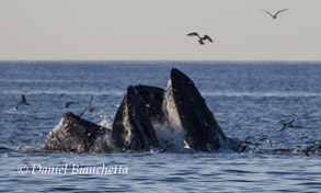 Lunge-feeding Humpback Whales, photo by Daniel Bianchetta