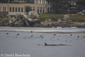 Minke Whale by feeding Cormorants, photo by Daniel Bianchetta