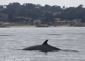 Minke Whale, photo by Daniel Bianchetta