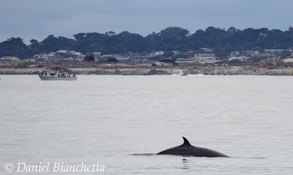 Minke Whale, photo by Daniel Bianchetta