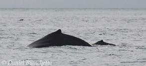 Mother and calf Humpback Whales, photo by Daniel Bianchetta