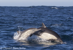 Mother and calf Long-beaked Common Dolphins, photo by Daniel Bianchetta