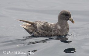 Northern Fulmar, photo by Daniel Bianchetta