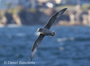 Northern Fulmar, photo by Daniel Bianchetta