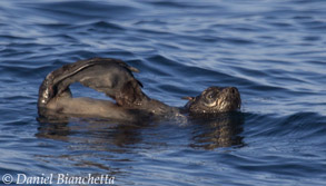 Northern Fur Seal, photo by Daniel Bianchetta