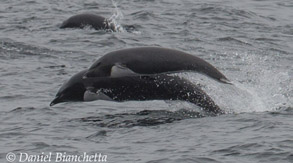 Northern Right-whale Dolphins, photo by Daniel Bianchetta