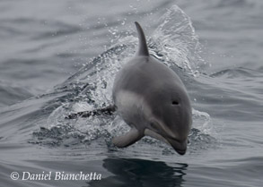 Pacific White-sided Dolphin, photo by Daniel Bianchetta