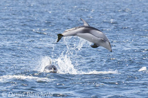 Pacific White-sided Dolphins, photo by Daniel Bianchetta