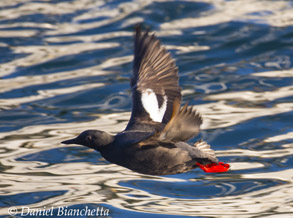 Pigeon Guillemot, photo by Daniel Bianchetta