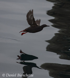 Pigeon Guillemot, photo by Daniel Bianchetta