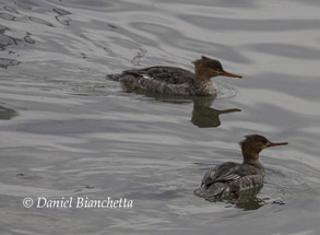 Red-breasted Mergansers, photo by Daniel Bianchetta