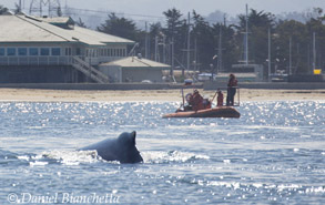 Researchers and Humpback Whale, photo by Daniel Bianchetta