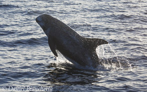 Risso's Dolphin, photo by Daniel Bianchetta