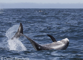 Risso's Dolphin, photo by Daniel Bianchetta