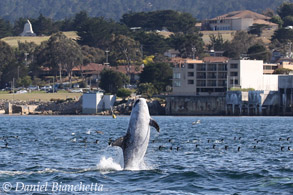 Risso's Dolphin, photo by Daniel Bianchetta