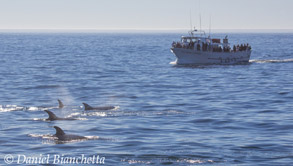Risso's Dolphins near Pt. Sur Clipper, photo by Daniel Bianchetta