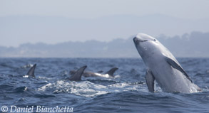 Risso's Dolphins, photo by Daniel Bianchetta