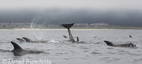 Risso's Dolphins, photo by Daniel Bianchetta