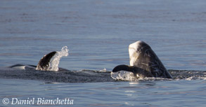 Risso's Dolphins, photo by Daniel Bianchetta