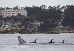 Risso's Dolphins, photo by Daniel Bianchetta