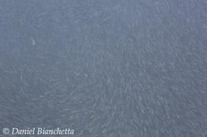 Schooling Anchovies, photo by Daniel Bianchetta