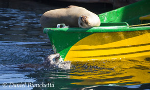 Sea Otter breaking mollusk on boat hull while Sea Lion snoozes, photo by Daniel Bianchetta
