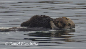 Sea Otter mother and pup, photo by Daniel Bianchetta