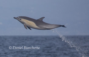 Short-beaked Common Dolphin, photo by Daniel Bianchetta