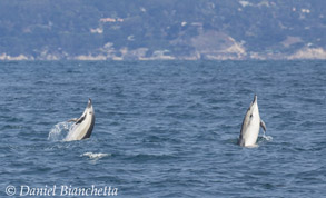 Short-beaked Common Dolphins, photo by Daniel Bianchetta