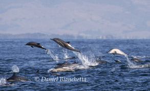 Short-beaked Common Dolphins, photo by Daniel Bianchetta