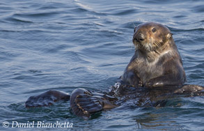 Southern Sea Otter, photo by Daniel Bianchetta