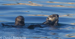 Southern Sea Otters, photo by Daniel Bianchetta