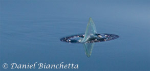 By-the-wind-sailor, velella velella, photo by Daniel Bianchetta