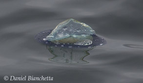 Velella Velella, By-the-wind-sailor, photo by Daniel Bianchetta