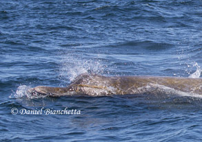 Baird's Beaked Whale with kelp, photo by Daniel Bianchetta