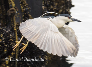 Black-crowned Night Heron, photo by Daniel Bianchetta