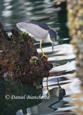 Black-crowned Night Heron, photo by Daniel Bianchetta