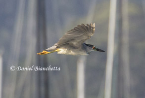 Black-crowned Night Heron, photo by Daniel Bianchetta