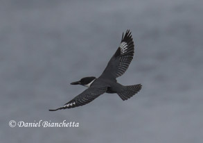 Black-crowned Night Heron, photo by Daniel Bianchetta