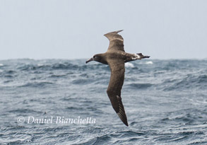 Black-footed Albatross, photo by Daniel Bianchetta