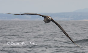 Black-footed Albatross, photo by Daniel Bianchetta