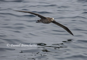 Black-footed Albatross, photo by Daniel Bianchetta