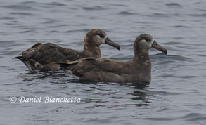 Black-footed Albatross photo by Daniel Bianchetta