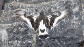 Black Turnstone, photo by Daniel Bianchetta