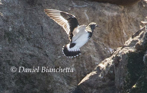 Black Turnstone, photo by Daniel Bianchetta